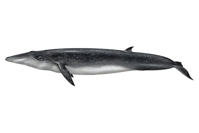 Bryde's Whale 2 brydes whale 1 | San Diego Whale Watch 1