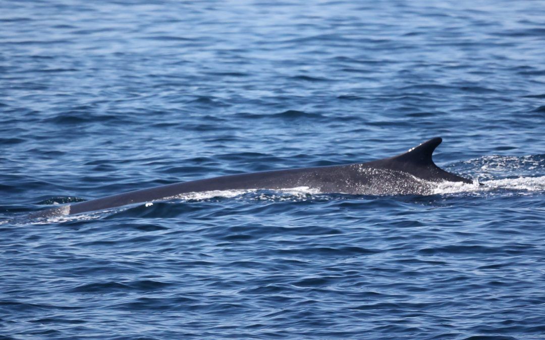 Interesting facts about a humpback whale