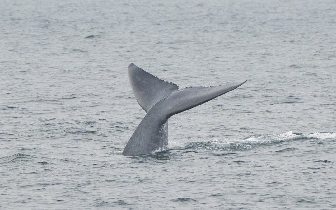 Best Time For Whale Watching in San Diego