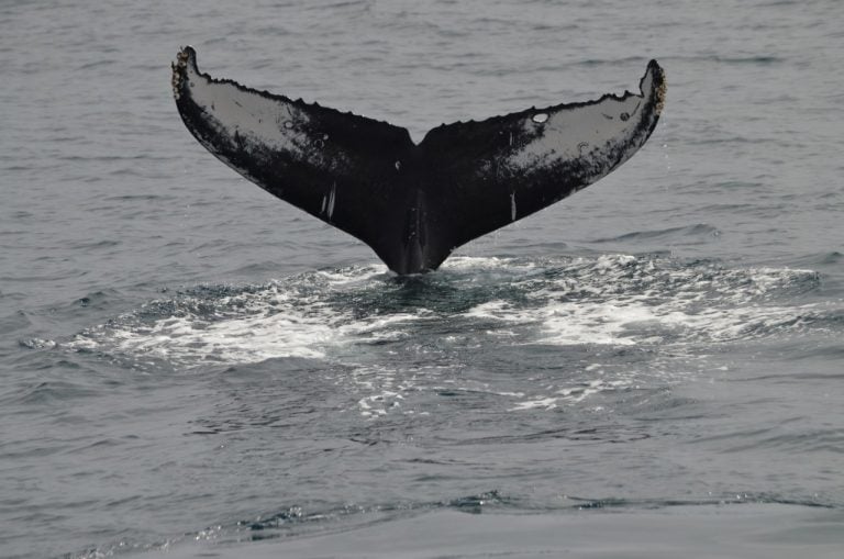Boat Tour in San Diego
